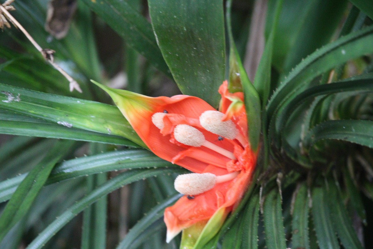 Freycinetia walkeri Solms
